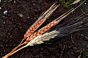 IMG_0497 - Version 2